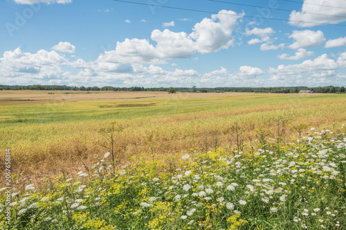 Summer Rural Landscape in Latvia with Cornfields