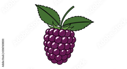 Purple raspberry with green leaves vector illustration