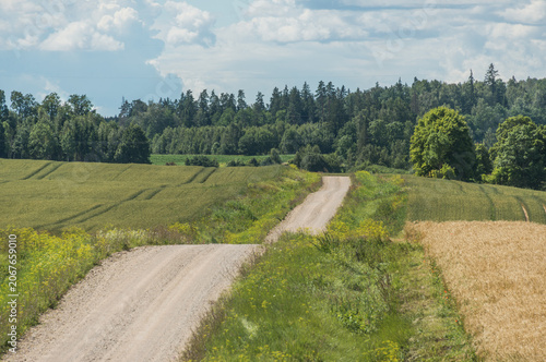 Summer Rural Landscape in Latvia with Cornfields