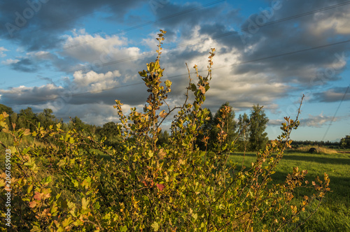 Summer Rural Landscape in Latvia with Cornfields