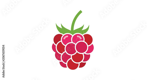 Raspberry fruit vector illustration