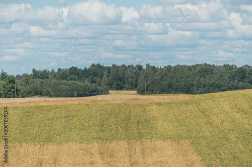 Summer Rural Landscape in Latvia with Cornfields