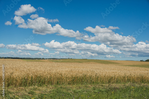 Summer Rural Landscape in Latvia with Cornfields