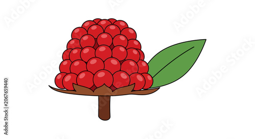 red berry cluster with green leaf vector illustration