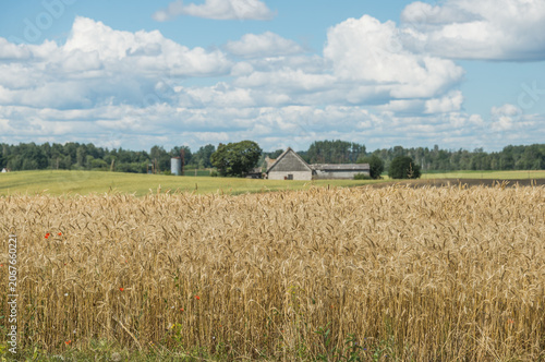 Summer Rural Landscape in Latvia with Cornfields