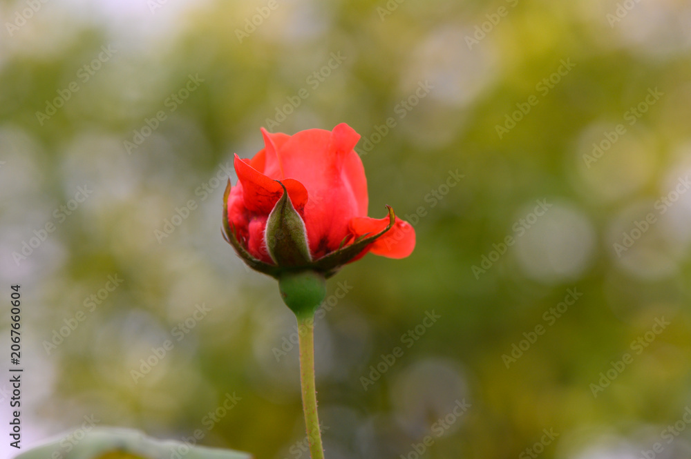 Obraz premium Beauty of a blooming red rose capturing sunlight in a serene garden setting
