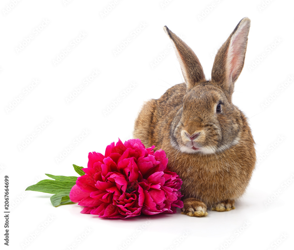 Fototapeta premium Brown rabbit with a pink peony flower isolated on a white background.