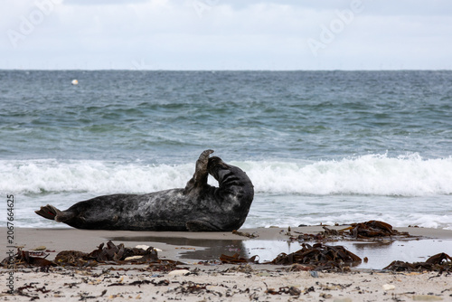 Grey Seal Resting on Sandy Beach with Waves in Background