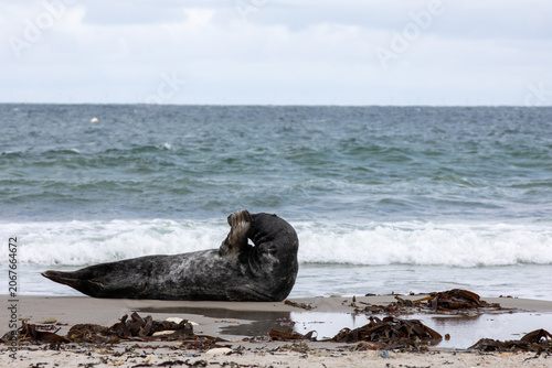 Grey Seal Resting on Sandy Beach with Waves in Background