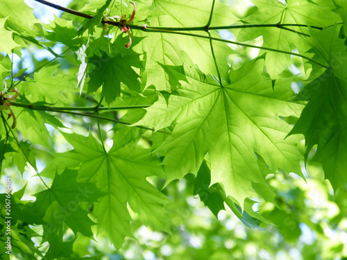 Maple tree. A close-up of a Canadian maple branch with green leaves in the rays of bright sunlight.