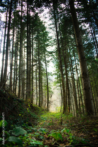 Foto Low angle view of a narrow path leading through a dense pine forest with tall trees