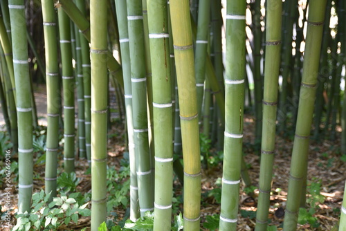 Bosquet de bambous
