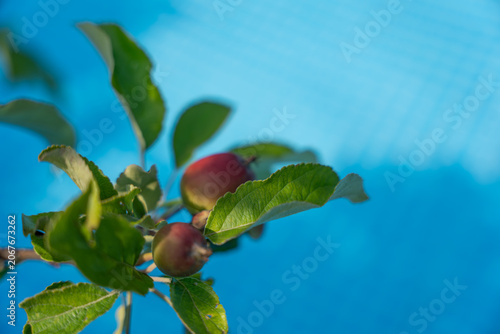 Small apples Malus domestica hang among sunlit green leaves on a garden tree. The blue background and shallow focus create a clean orchard close up.