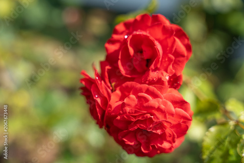 A red rose Rosa bloom opens with layered petals and small water drops. Warm sunlight and green bokeh create a romantic garden flower macro.