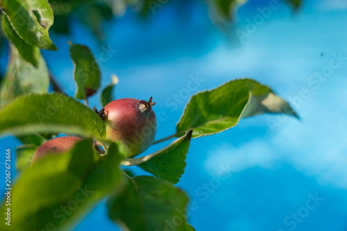 A small apple Malus domestica ripens on a leafy branch above a blue backdrop. Soft focus and natural light create an airy summer orchard scene.