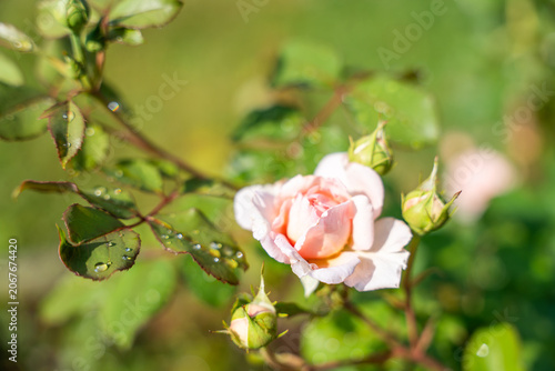 A pale pink garden rose opens beside fresh buds and wet green leaves. Soft sunlight, dew, and creamy bokeh create a delicate summer floral close up.