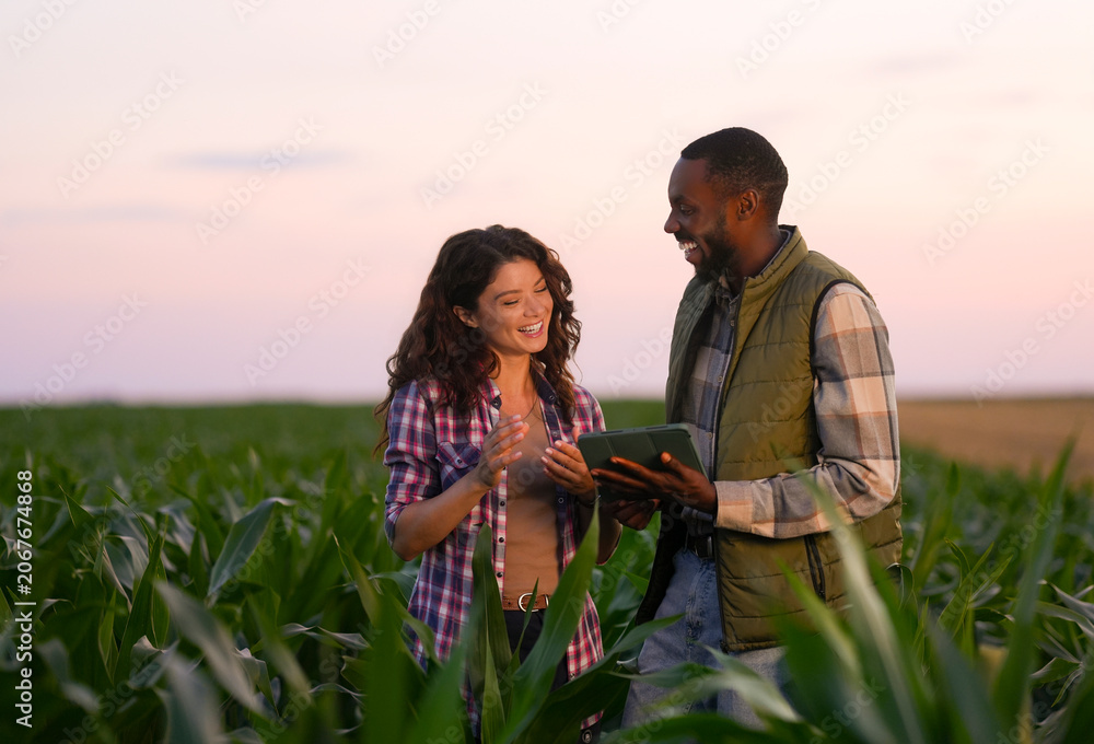 Obraz premium Two farmers stand in a corn field during sunset. They look happy while checking a tablet. The green plants surround them as they share information about the crops.