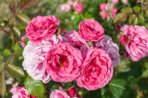 Beautiful blooming pink roses in a sunny summer garden