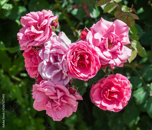 Beautiful blooming pink roses in a sunny summer garden