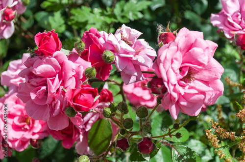 Beautiful blooming pink roses in a sunny summer garden