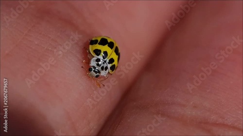 Macro of a yellow ladybird with black spots on human hand