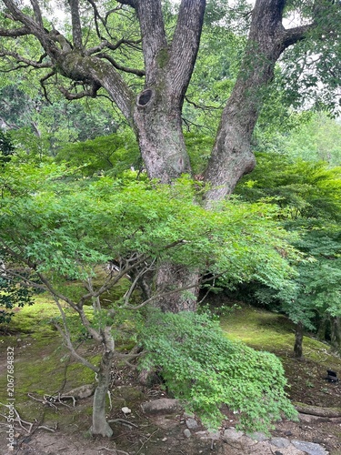Tofukuji Temple in Kyoto, Japan