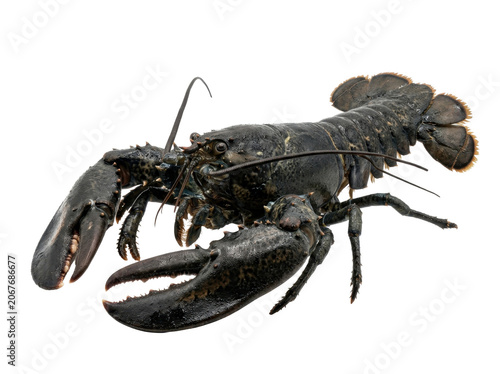 A large black lobster with orange accents isolated on white background