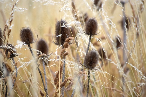 Dry meadow