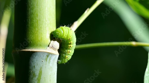In a serene forest, a lively green caterpillar meticulously ascends a bamboo stalk, surrounded by vibrant foliage.