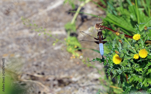 Canvas Print Macro image of a Broad-bodied chaser, Derbyshire England