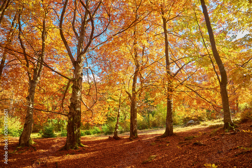 Gorgeous autumn landscape panorama of a scenic forest with lots of warm