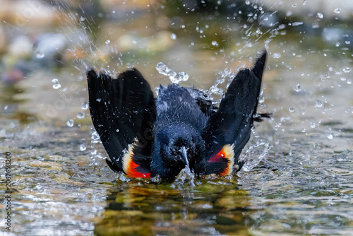 Fotografía 01603-02704 Red-winged Blackbird (Agelaius phoeniceus) male bathing Marion Co