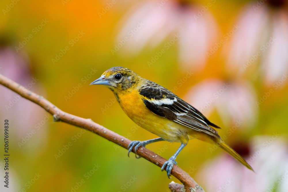 Fototapeta premium 01611-09107 Baltimore Oriole (Icterus galbula) female in flower garden, Marion Co., IL