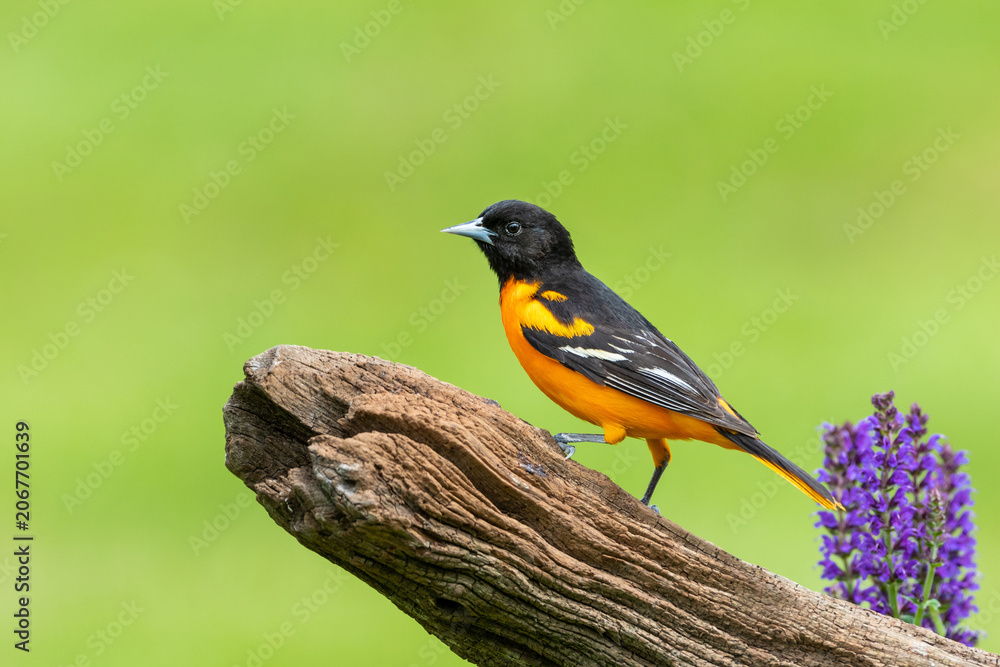 Fototapeta premium 01611-10107 Baltimore Oriole (Icterus galbula) male on fence near flower garden Marion Co. IL
