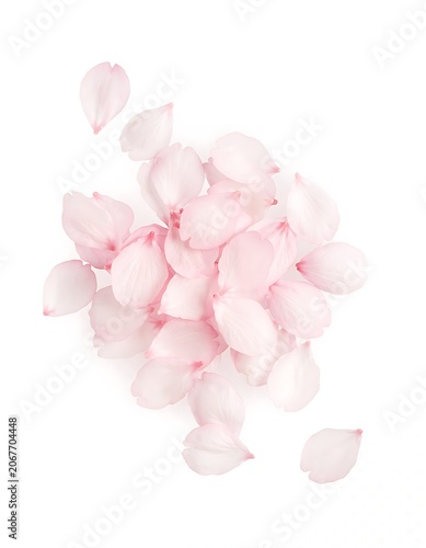 Delicate Pink Petals on White Background.