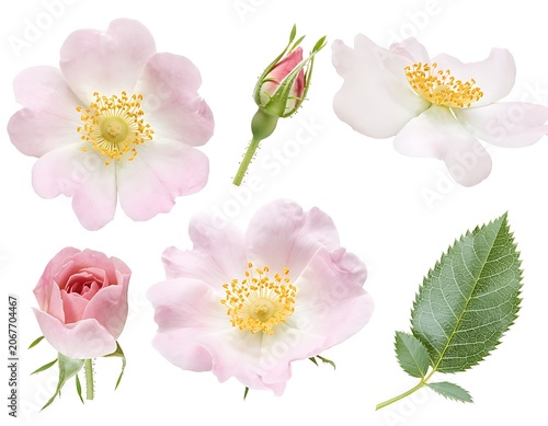 Delicate Pink Rose Flowers with Buds and Leaves.