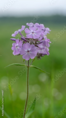 Delicate Purple Flower in Natural Setting.