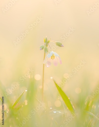 Delicate Purple Flower in Soft Focus Field.
