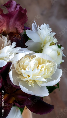 Delicate White Peony Flower in Full Bloom.