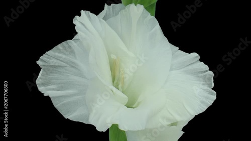 Time lapse of opening white Alaska gladiolus flower with ALPHA transparency channel isolated on black background