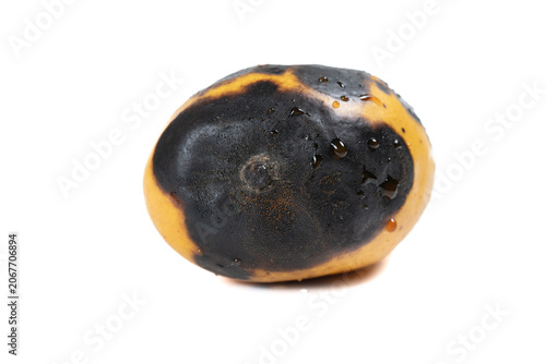 angle view badly rotten mango on white