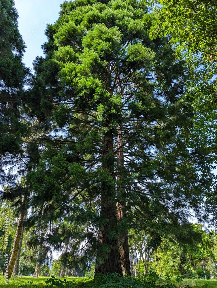 Fototapeta premium Towering evergreen forest trees, tall pine, lush green foliage, nature background, summer park scene