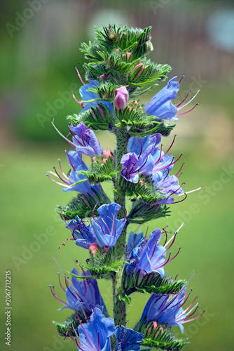 Blüten des Gewöhnlichen Natternkopfs ( Echium vulgare ).