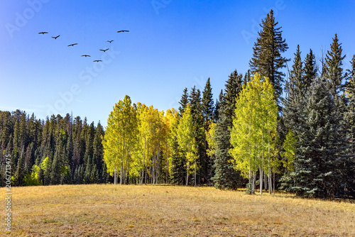 Flock of birds flies