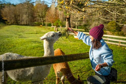 Portrait of woman feeding alpacas at the paddock in the morning, Mount Macedon, Victoria, Australia