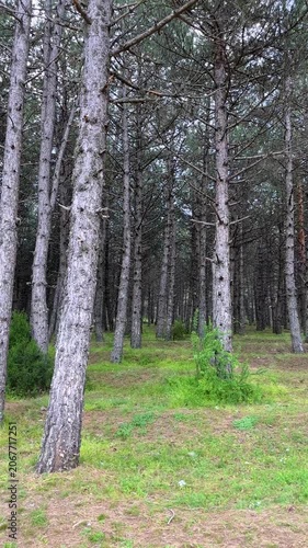 Moving through a dense pine forest with tall, straight tree trunks and a green, grassy ground. Mysterious and scenic natural environment