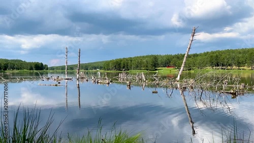 Serene lake with dead trees sticking out of the calm water. The cloudy sky and a green forest on the shore are perfectly reflected