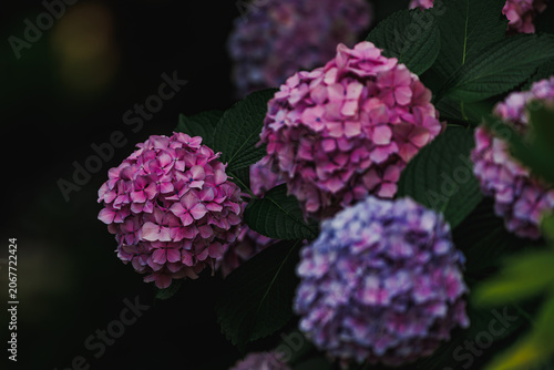 紫陽花