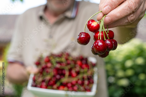 Cuadro en lienzo Gathering fresh ripe red cherries from the garden, farmer harvesting healthy org