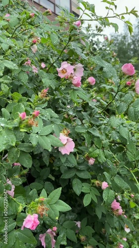 A rosehip bush with dense foliage and pink flowers sways in the light wind, drops on the leaves after rain. Vertical video.